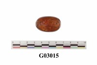 藏品(琥珀)的圖片